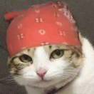 发条骑士的头像-长游分享网