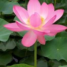 柳岸花明