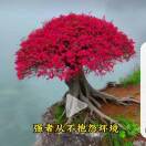 梦想成真