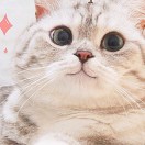 叶先生的头像