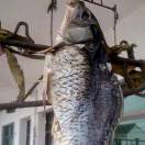 发臭的咸鱼的头像-cg男孩