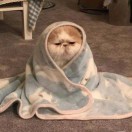 ᥫᥫᩣ碳烤肥羊ᩣ