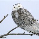 ohenry 足够少，足够好