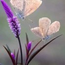 春暖花开