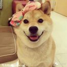 玲瓏貓lihongling