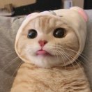 萝卜头