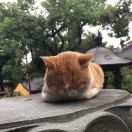 格拉斯哥求租