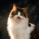 Jorya的头像-熵减岛