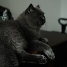 Lukas的头像-小燕分享网