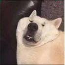 lytlyt的头像PNETLab模拟器-pnet模拟器-仿真模拟器-pnet-pnetlabPNETLAB模拟器