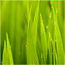 爱吃肉的小兔子