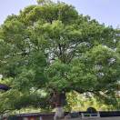 张华兴有急事请打电话