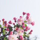 樹(shù)木評(píng)估