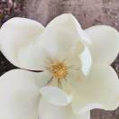 万里长城永不倒