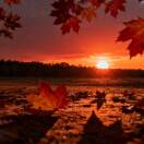 落日吻丹枫的头像-拟人圈