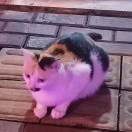 晨曦一米。的头像-cg男孩