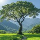 桐旭阁的头像-易善缘