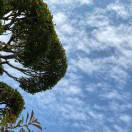 楼兰的头像-知创网