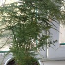 柏林的头像-华闻时空