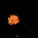 Daydream595642