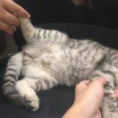 悉尼求租