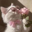 Ricky的头像-秀琴曲谱网