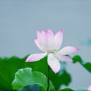 舟舟的头像-宋播播带货工作室