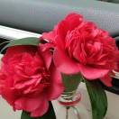 朝华，山茶花。