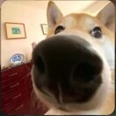 郑凌云