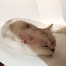 伦敦求租