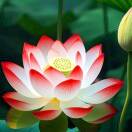 厚德载物 自然农法🇨🇳