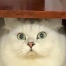 无了个大语