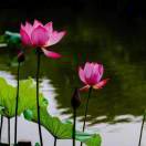 万事只求半称心