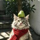 骆驼祥子