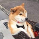 没事，问题不大