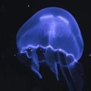 黎明的头像-拟人圈