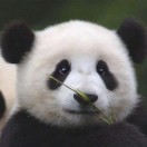 鹏鹏