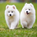 晓枫的头像