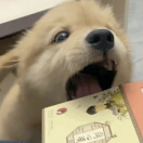 劉去