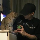 体贴的大狮子在泡茶的头像