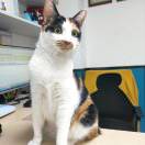 月不西沉（锻炼版）