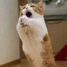 啊呐
