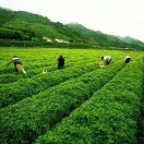 A沣禾生物厂家直销