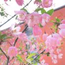 子非鱼