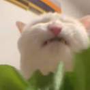 麻匪晨