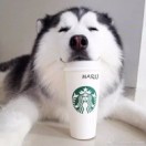 Mike丁