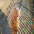 w  抖音运营小红书