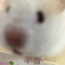 小茴香豆