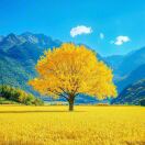 新益嘉鲁霄霄Kelsey