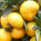 柑橘代办13550689782